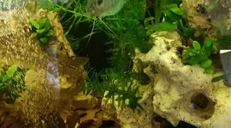 Disparition des algues, bac tout propre ou presque...