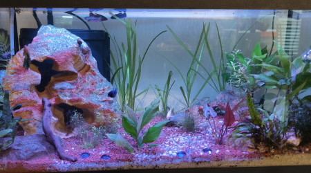 aquarium 60 litres