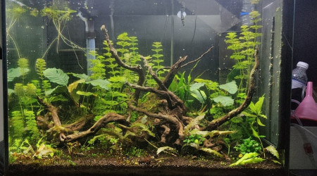 Gros changement due aux algues rouge