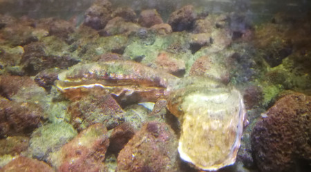 Ça c'est un bon cullotage de decante