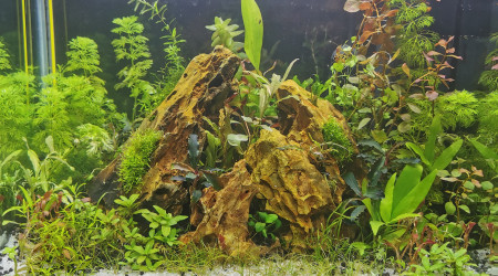 aquarium 20l pour un bain avec soil et plantes sans co2