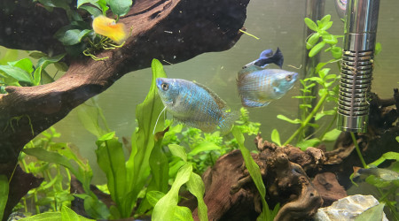 Couple de colisa lalia