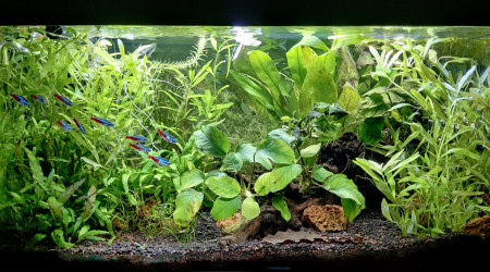 aquarium Aquarium 60L