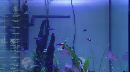 aquarium Aquadisio 130 litres