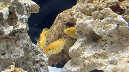 Labidochromis caeruleus