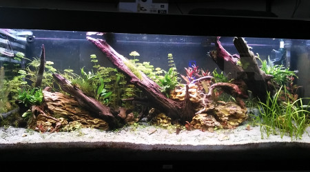 aquarium juwel rio 400 mixte scap-planté