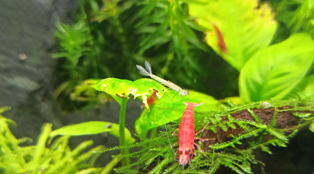 Encore des larves de demoiselle