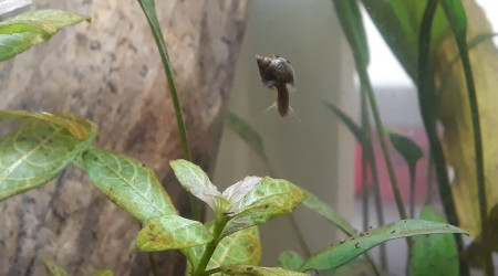 Acrobaties aquatiques