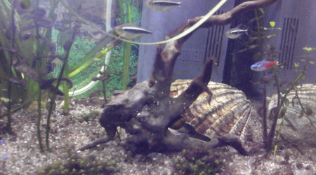 aquarium Goldi