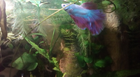 aquarium Gasper mon betta