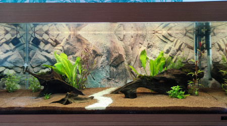 aquarium Biotope Amazonien Lowtech