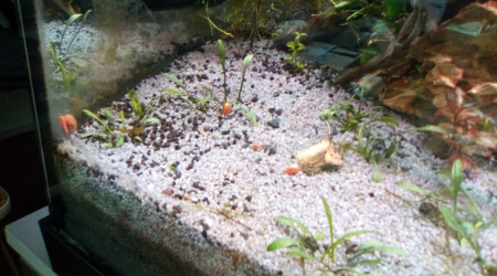 nouveaux arrivants dans les 3 bac,rose dans le 450 et brun les deux petit ramplacer par de nouveaux rose si repro