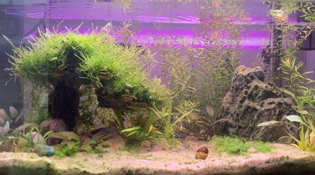 aquarium Premier aquarium 60L