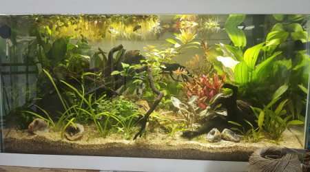 aquarium 60Litres