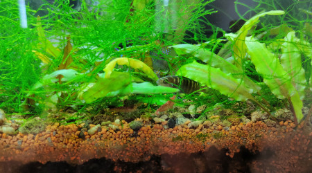 aquarium Crevettes