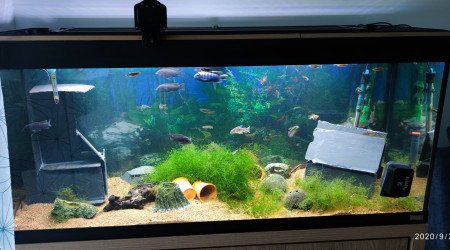 aquarium Communautaire