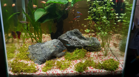 aquarium 60l