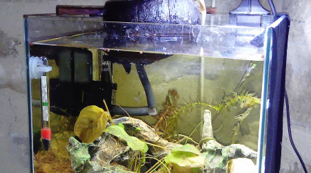 nouvelle déco de mon aquarium combattant