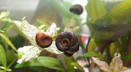 Arrivée d'escargots