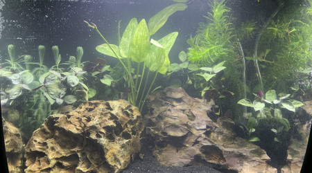 aquarium Nano aquarium