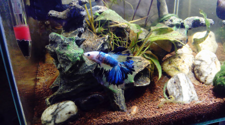 Voilà le nouveau membre de la famille Sodaï