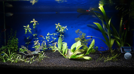 Nouvelle photo de mon aquarium