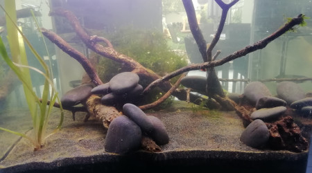 aquarium Lowtech