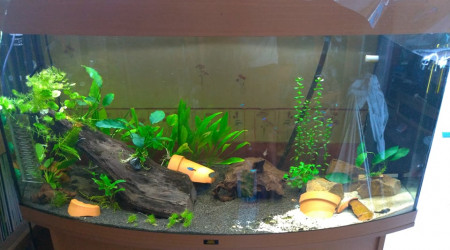 aquarium Amazonien 260L