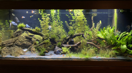 aquarium 450 L