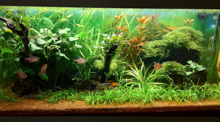 aquarium Commuzonien 180 L