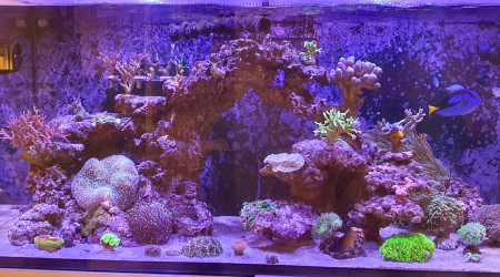 aquarium RED SEA 425 XL