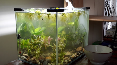 Catastrophe dans l'aquarium