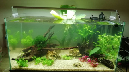 Aqua lors de le mise en eau