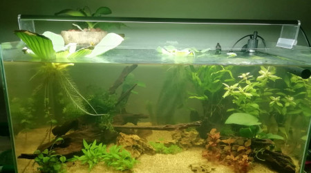 aquarium 60l