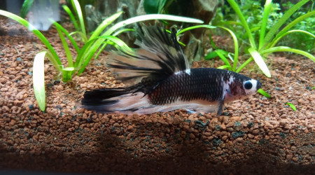 betta