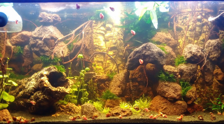 Projet tetraodons nains suite