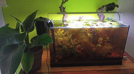 aquarium les 3 nenettes