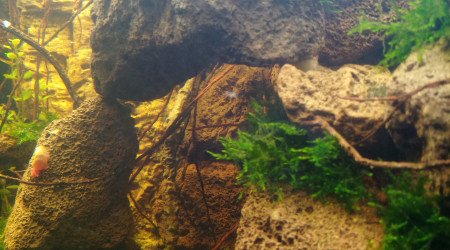 Projet tetraodons nains en cours