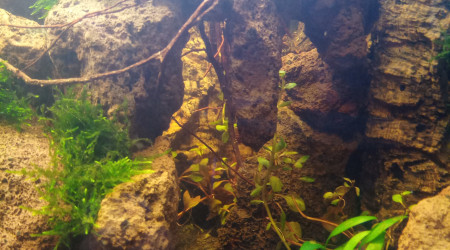 Projet tetraodons nains en cours