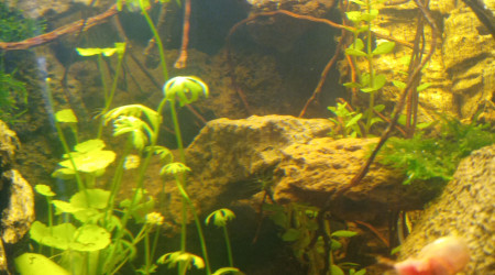 Projet tetraodons nains en cours