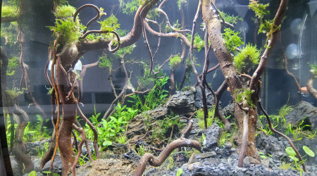 Myfirstone petit nettoyage