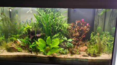 aquarium 200l amazonien