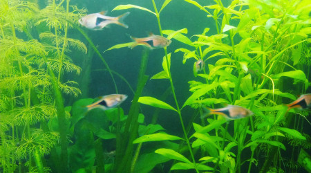 Arrivée des rasboras