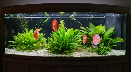 aquarium Discus paradise