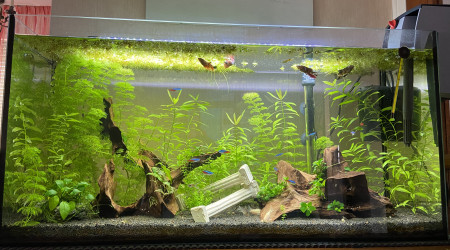 aquarium Mon 100L