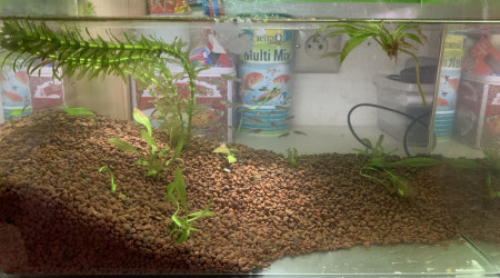 aquarium Gambu