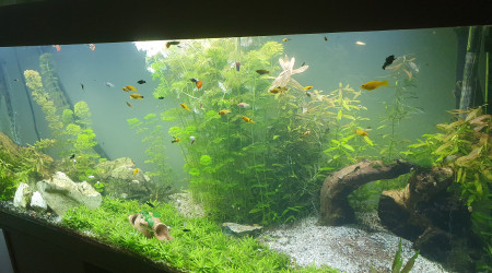aquarium Amazonien -asiate Juwel 450
