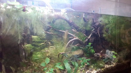 aquarium killies s roots