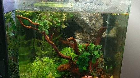 Assemblage des épiphytes