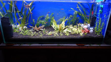 Nouvelle photo de mon aquarium